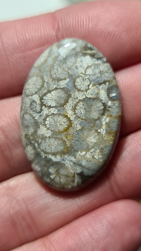 35x23mm fossilised coral cabochon