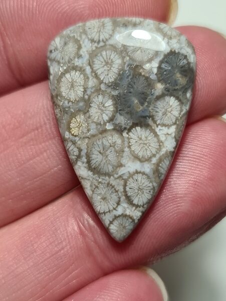 33x21mm fossilised coral cabochon
