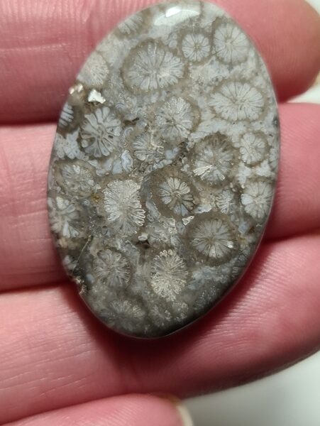 37x24mm fossilised coral cabochon