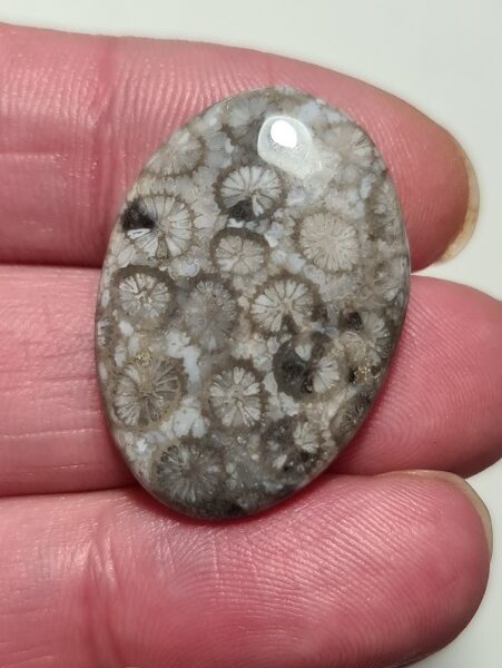 30x21mm fossilised coral cabochon