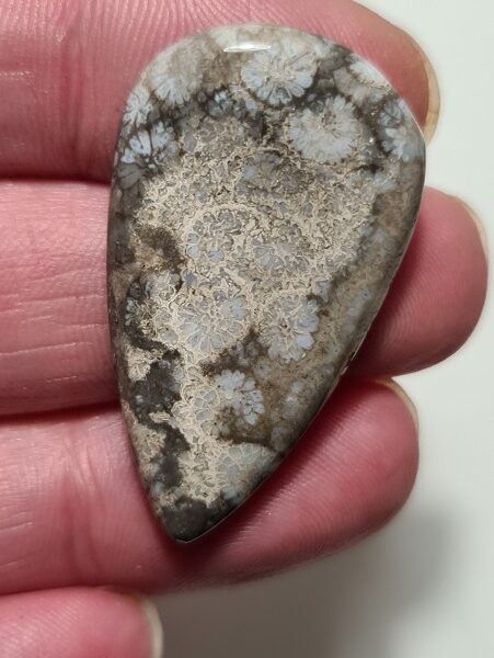 40x23mm fossilised coral cabochon