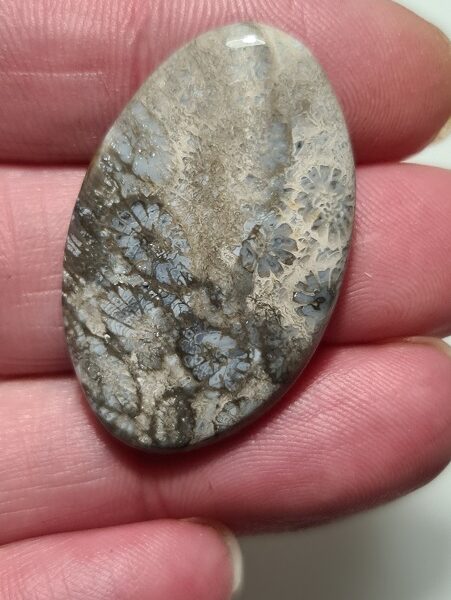 36x23mm fossilised coral cabochon