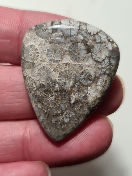 38x30mm fossilised coral cabochon