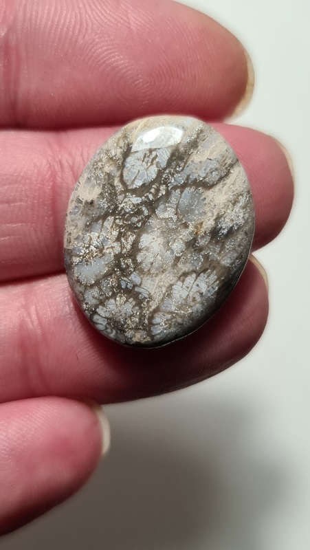 26x20mm fossilised coral cabochon
