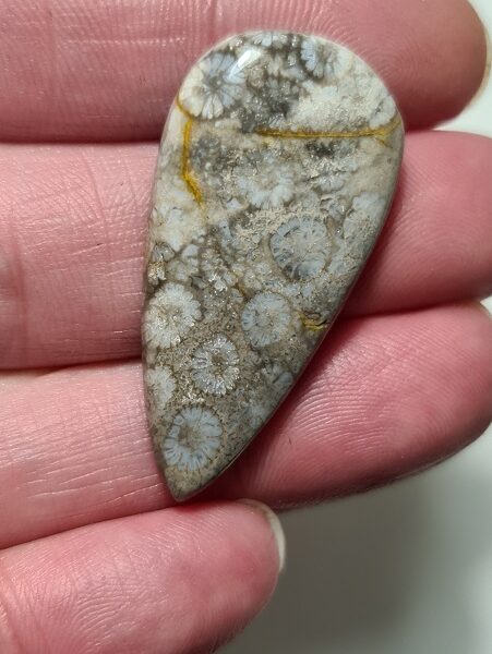 40x20mm fossilised coral cabochon