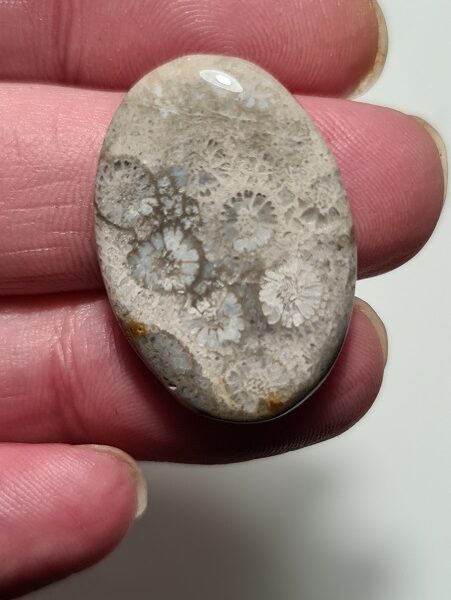 30x21mm fossilised coral cabochon