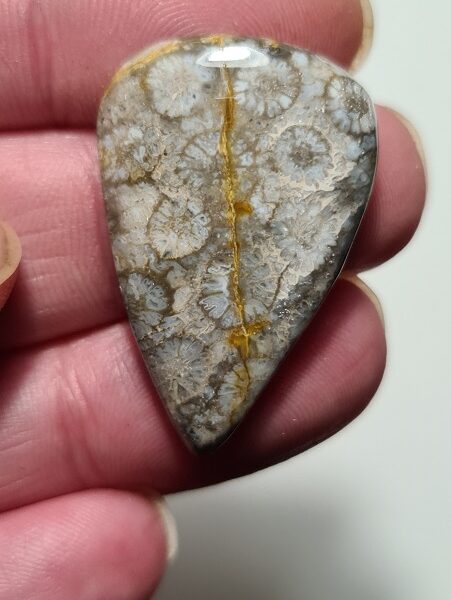 35x23mm fossilised coral cabochon