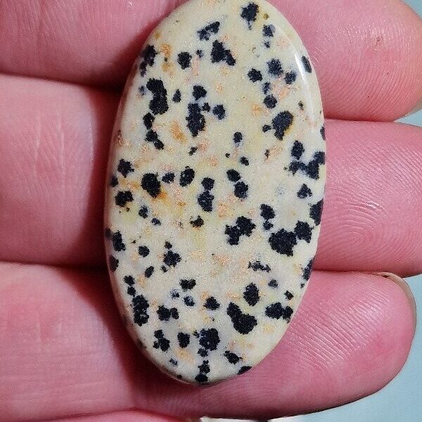 40x21mm dalmation jasper cabochon