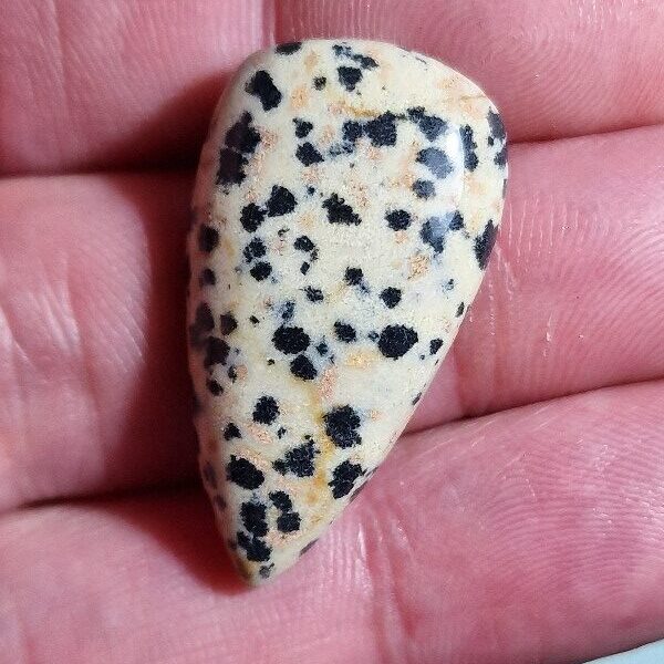 33x17mm dalmation jasper cabochon