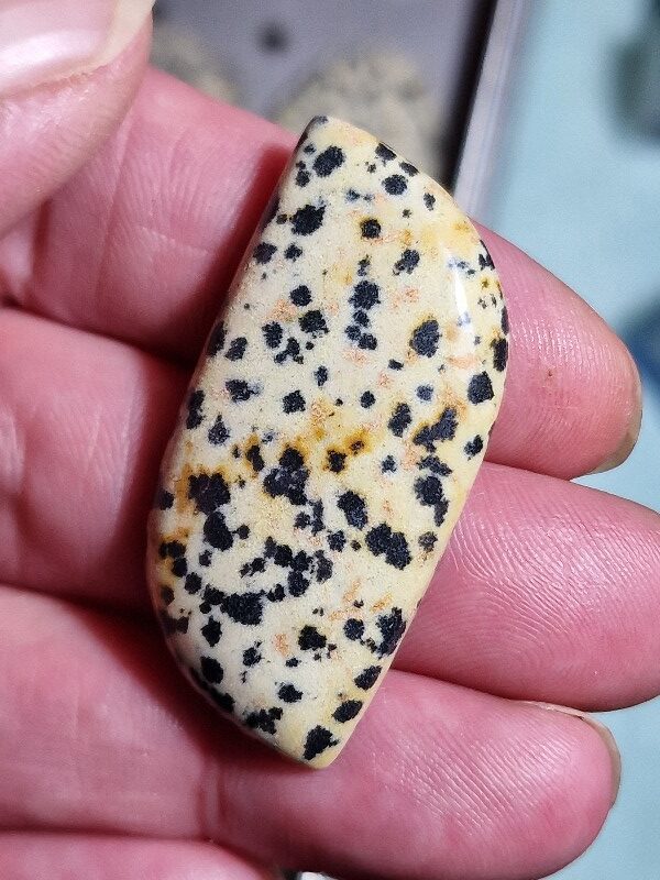 43x21mm dalmation jasper cabochon