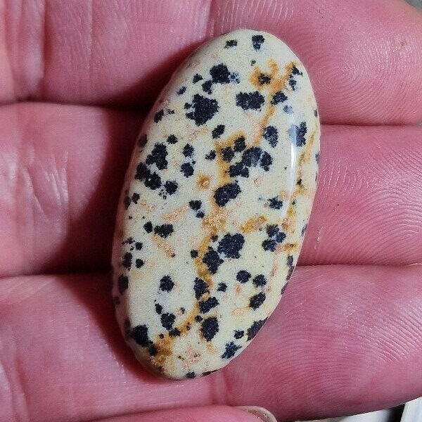 39x21mm dalmation jasper cabochon