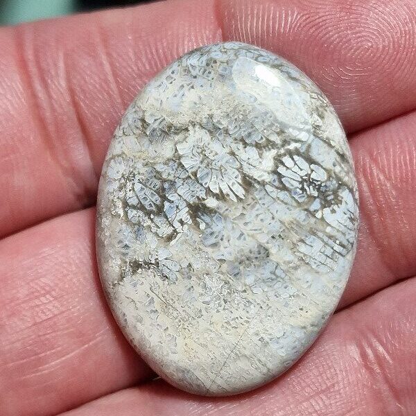 37x28mm fossilised coral cabochon