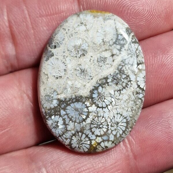 35x27mm fossilised coral cabochon