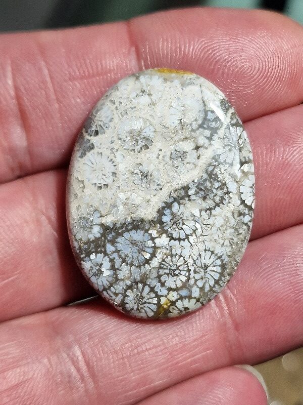 35x27mm fossilised coral cabochon