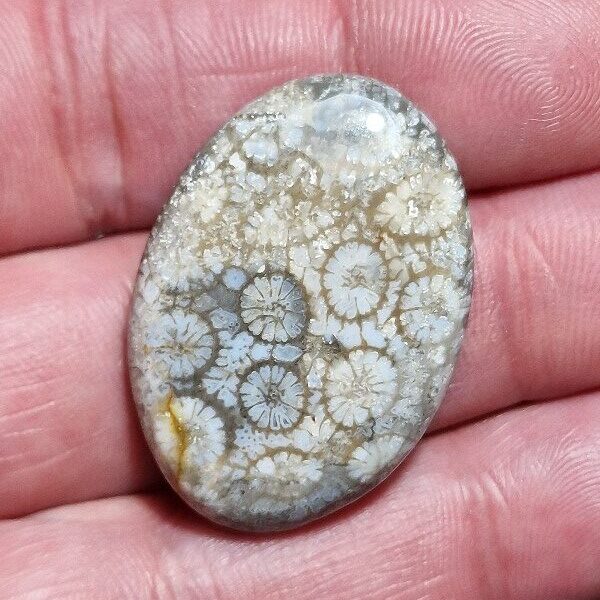 35x25mm fossilised coral cabochon