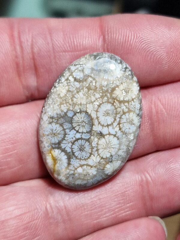 35x25mm fossilised coral cabochon