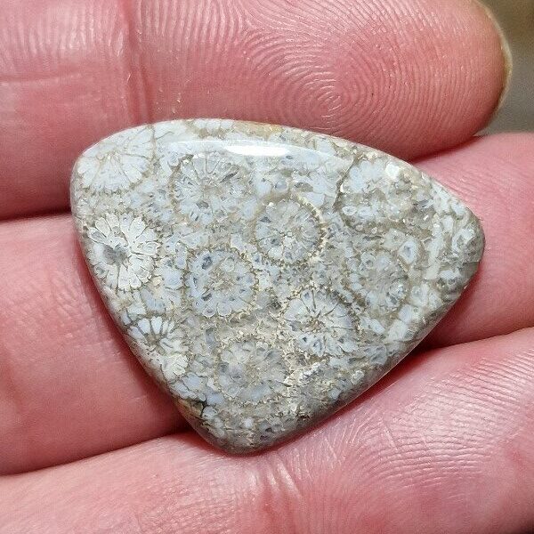31x25mm fossilised coral cabochon