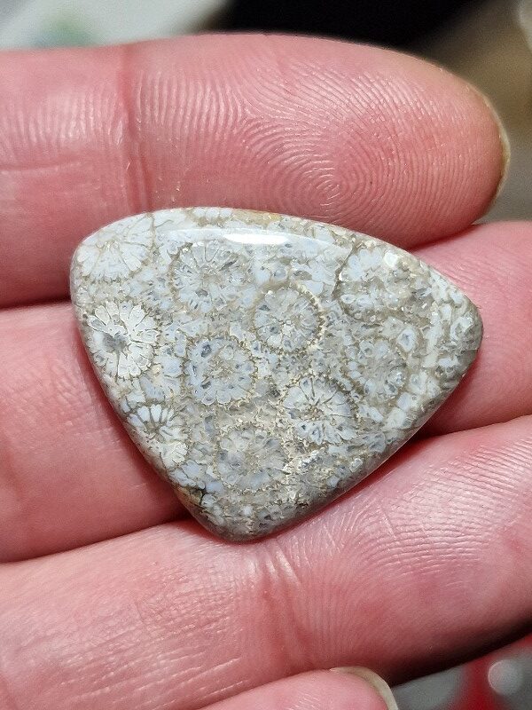 31x25mm fossilised coral cabochon