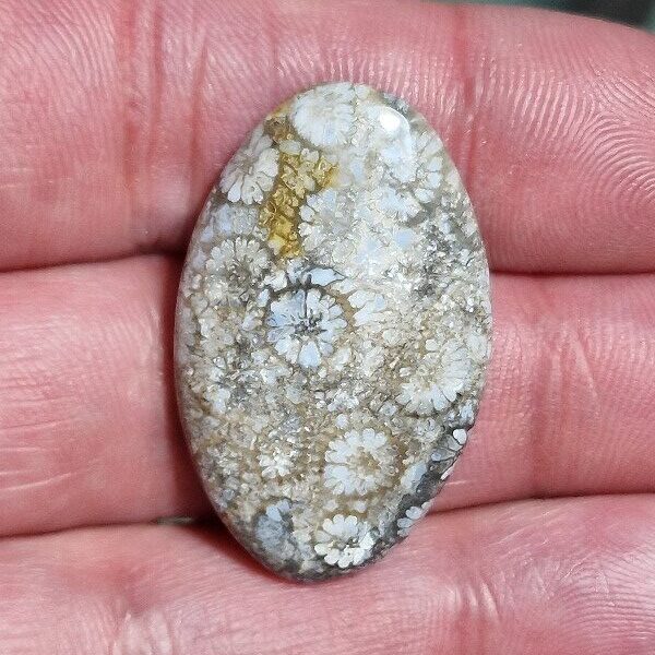 35x22mm fossilised coral cabochon