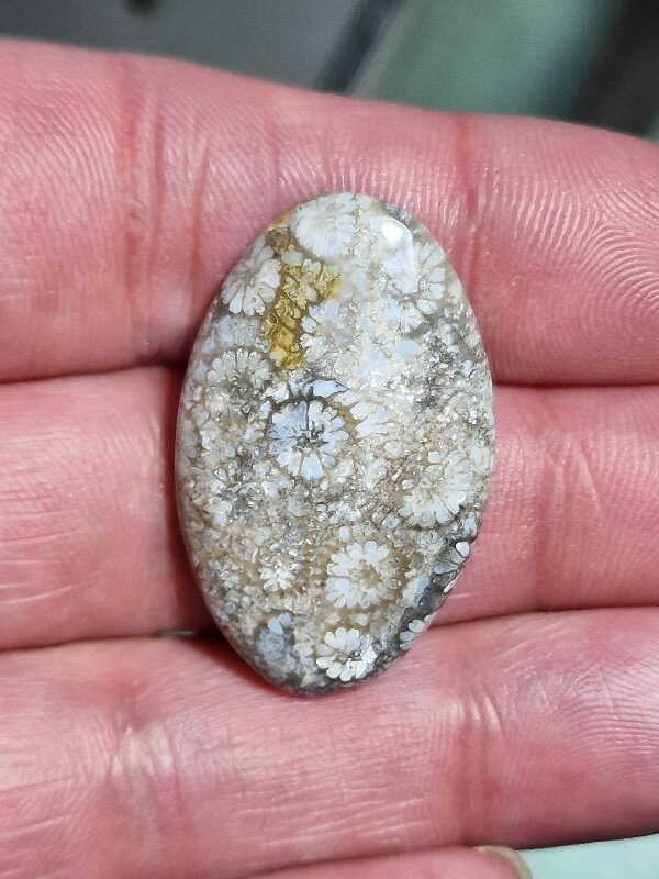 35x22mm fossilised coral cabochon