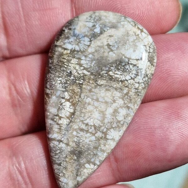 45x26mm fossilised coral cabochon