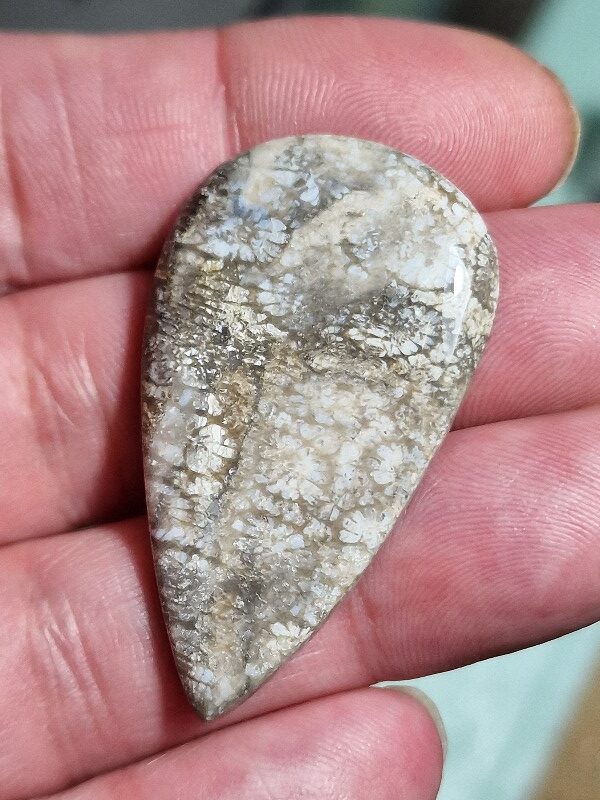 45x26mm fossilised coral cabochon