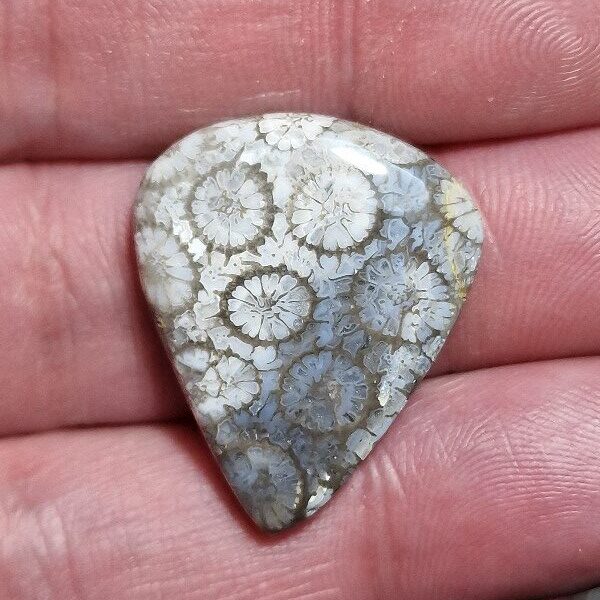 28x23mm fossilised coral cabochon