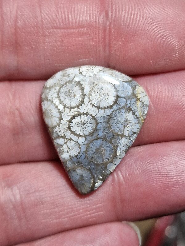 28x23mm fossilised coral cabochon