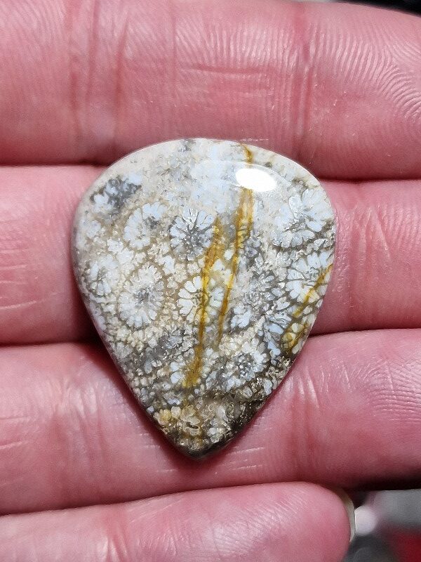 33x27mm fossilised coral cabochon