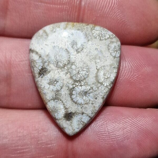 30x24mm fossilised coral cabochon