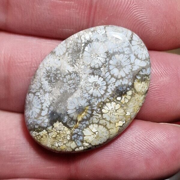 34x25mm fossilised coral cabochon