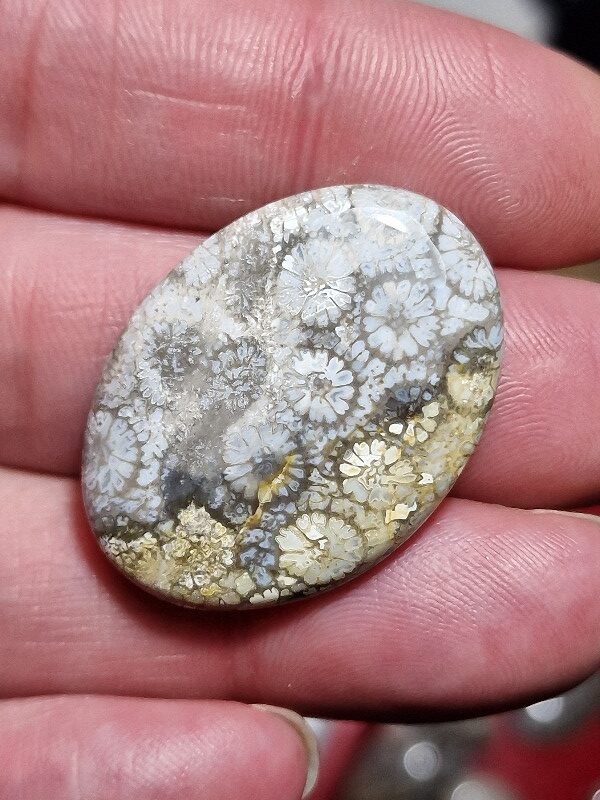 34x25mm fossilised coral cabochon