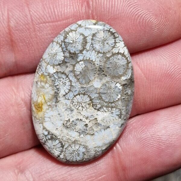 35x24mm fossilised coral cabochon