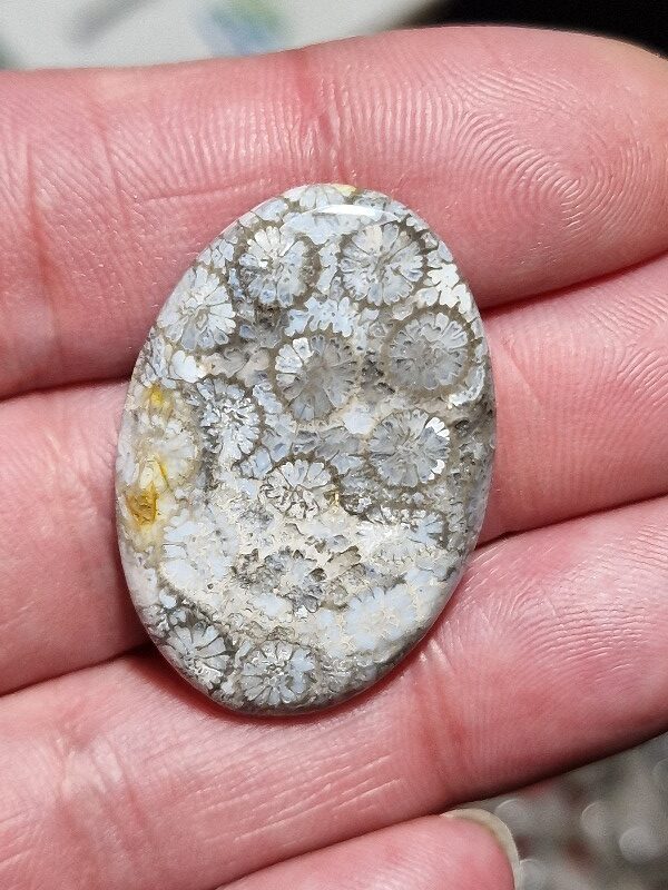 35x24mm fossilised coral cabochon