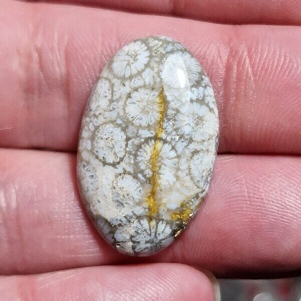 29x18mm fossilised coral cabochon