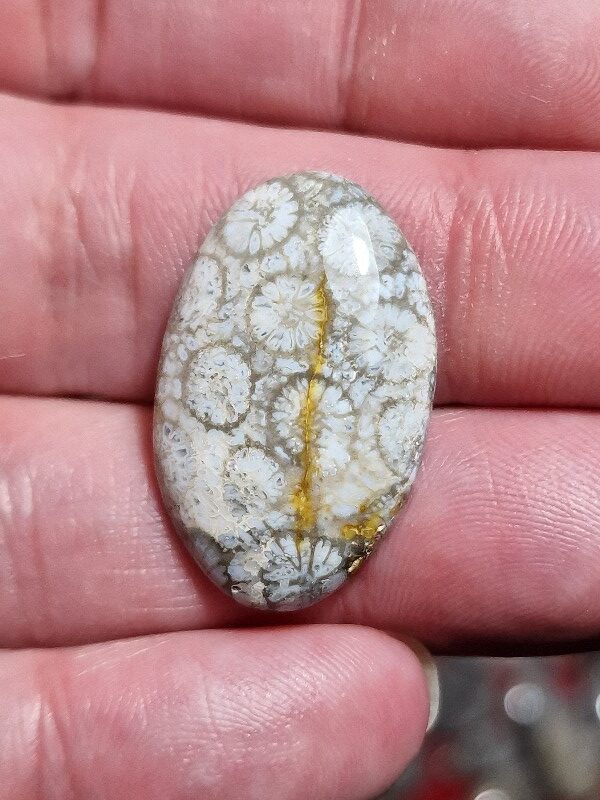 29x18mm fossilised coral cabochon