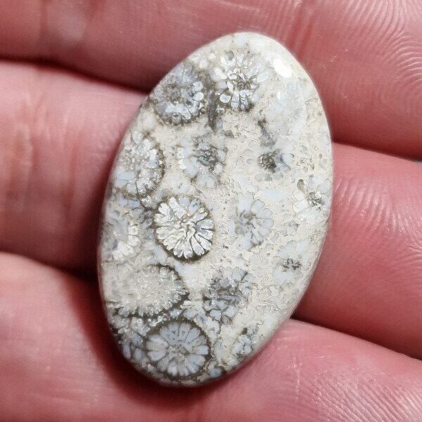 33x20mm fossilised coral cabochon