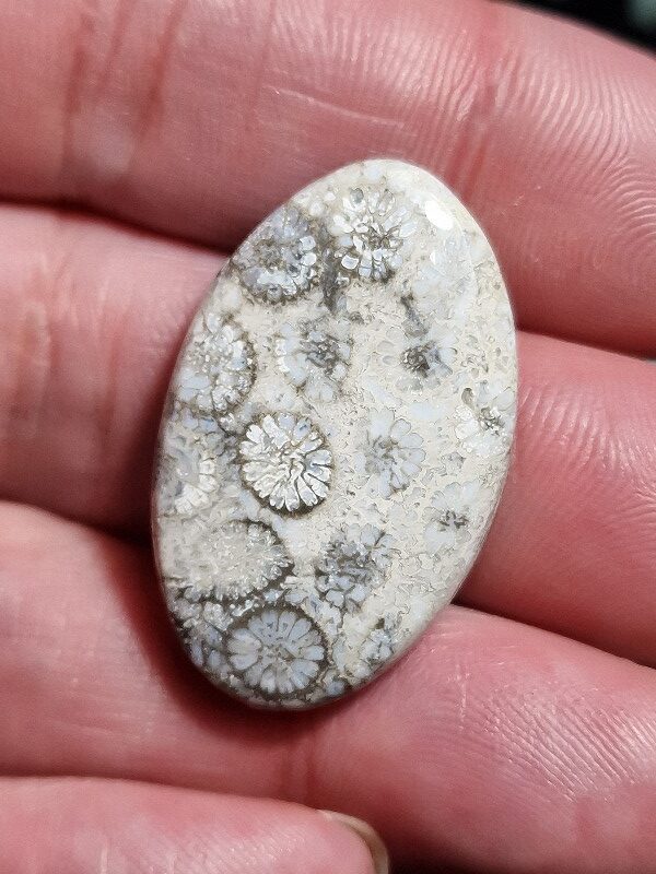 33x20mm fossilised coral cabochon