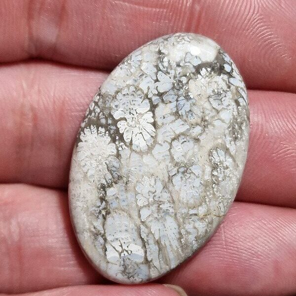38x25mm fossilised coral cabochon