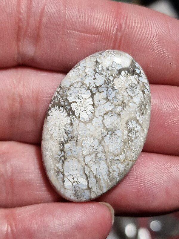 38x25mm fossilised coral cabochon