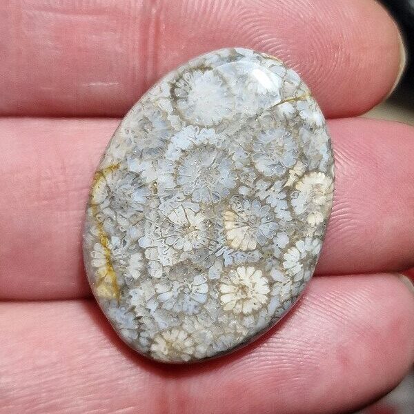33x24mm fossilised coral cabochon