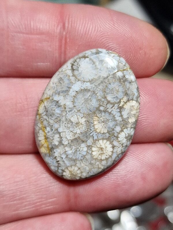 33x24mm fossilised coral cabochon