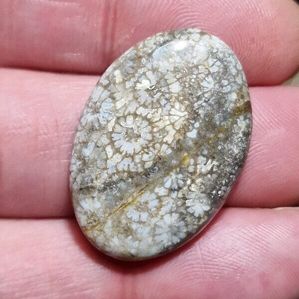 31x21mm fossilised coral cabochon