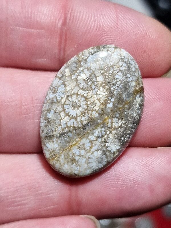 31x21mm fossilised coral cabochon