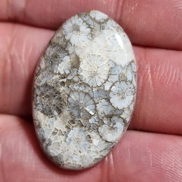 31x20mm fossilised coral cabochon