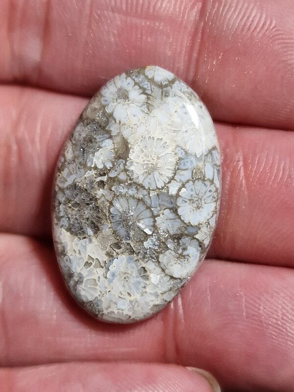 31x20mm fossilised coral cabochon
