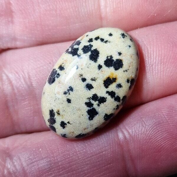 27x17mm dalmation jasper cabochon